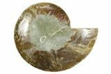 Cut & Polished Ammonite Fossil (Half) - Madagascar #369607-1